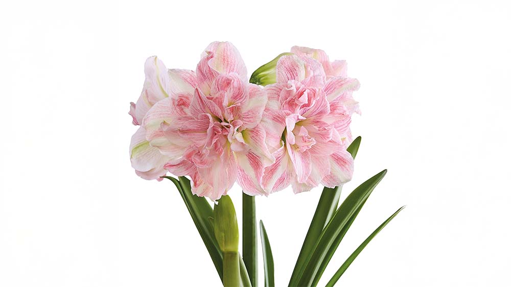 Lyserød amaryllis - Bland Selv Frø