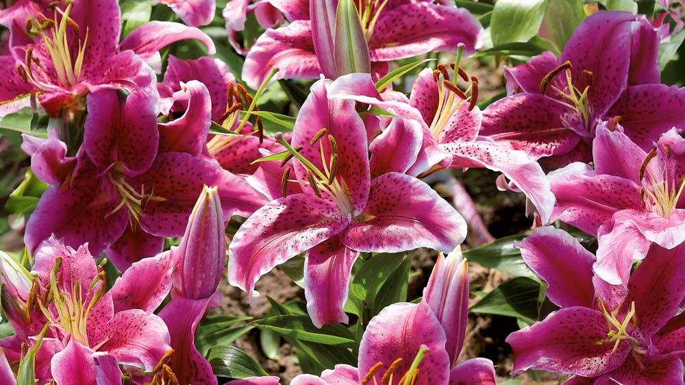 Lyserøde liljer - Bland Selv Frø