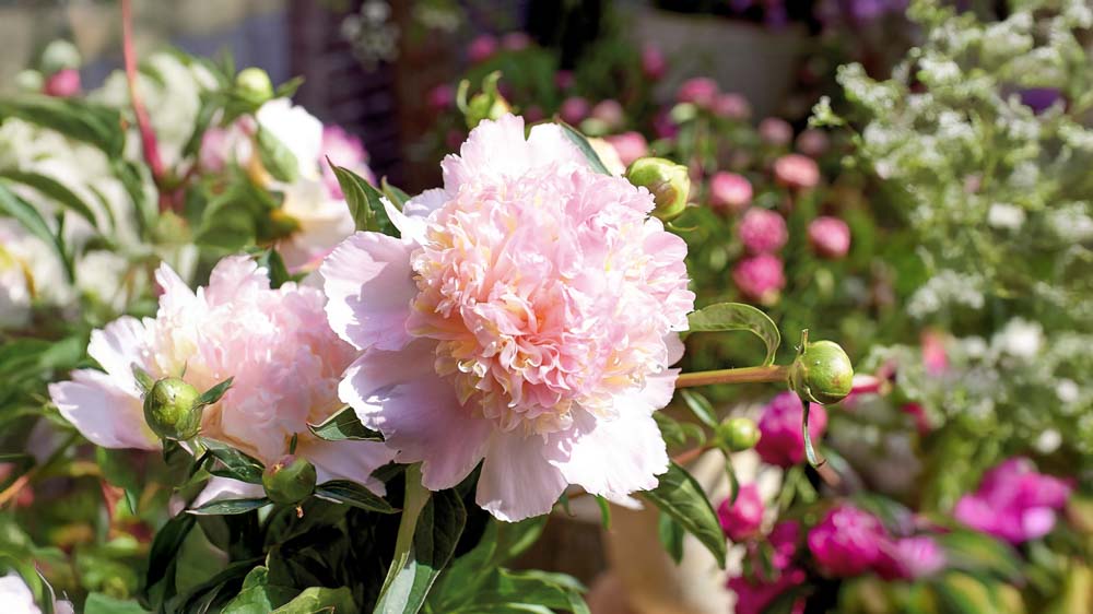 Lyserøde stauder - Bland Selv Frø