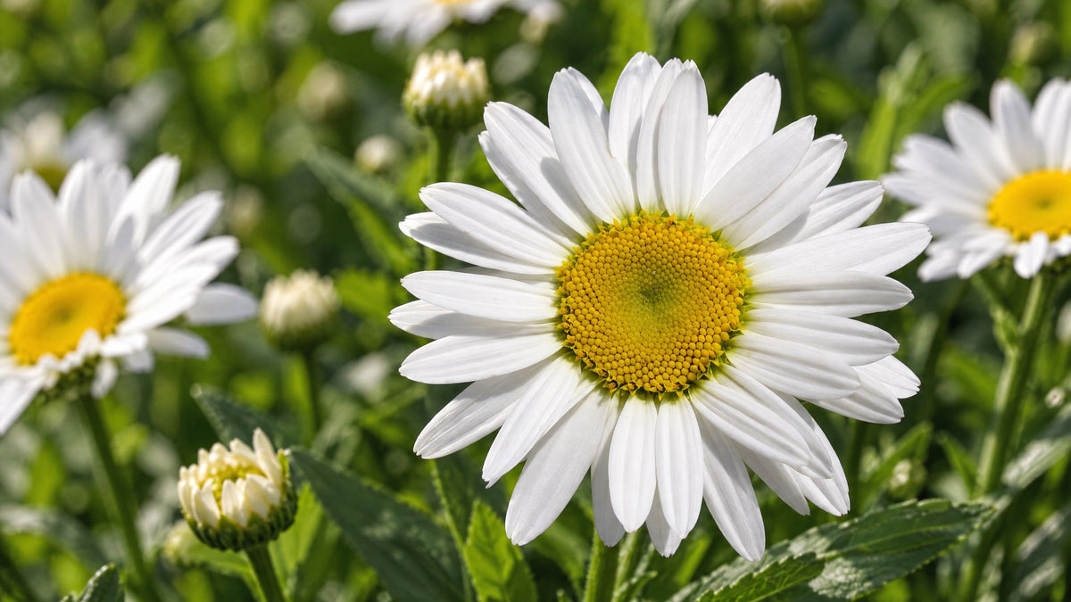 Margueritter