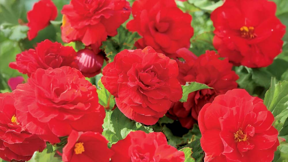 Orange begonia - Bland Selv Frø