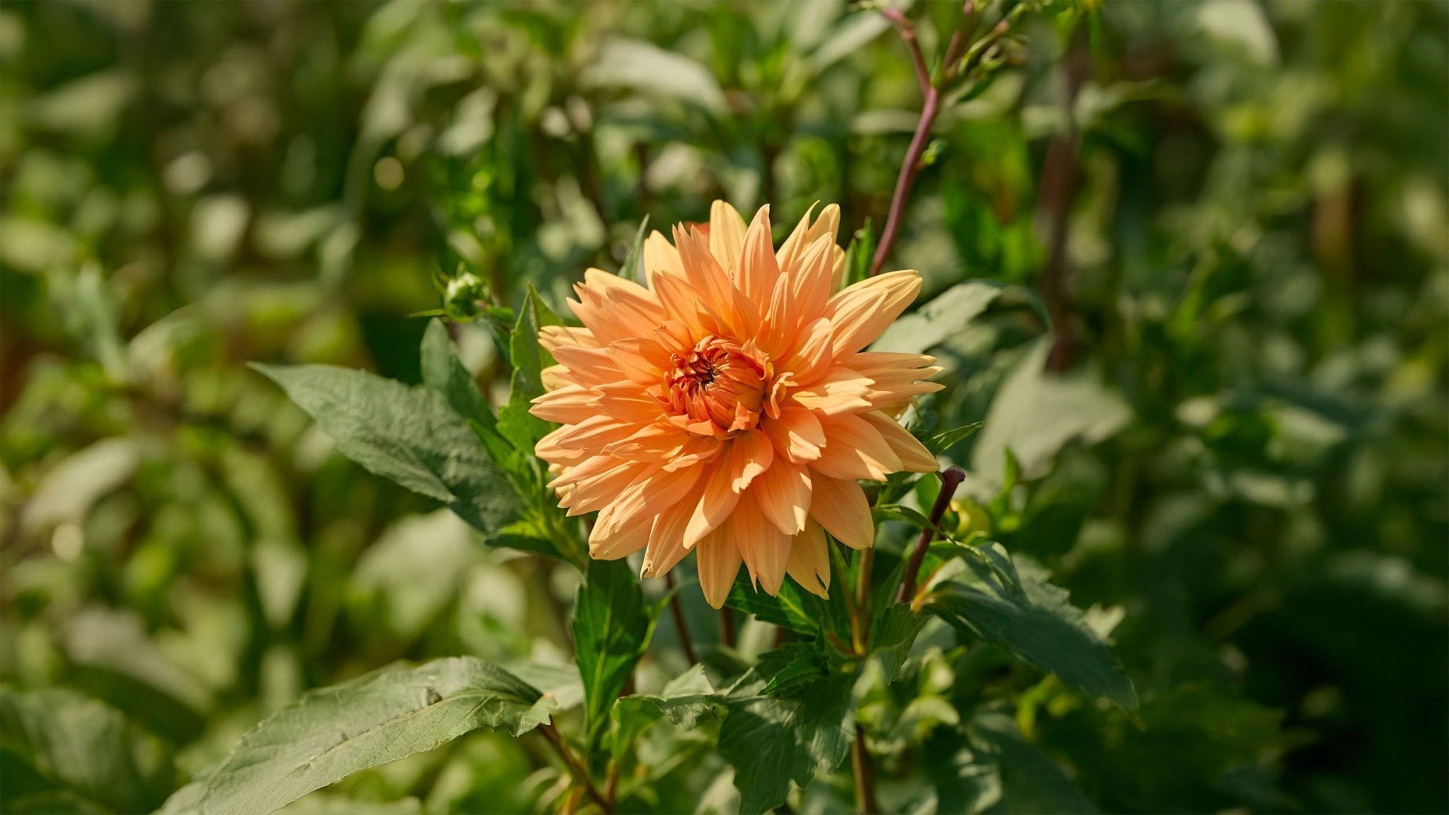 Orange dahlia - Bland Selv Frø