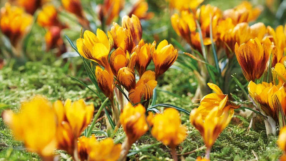 Orange krokus - Bland Selv Frø
