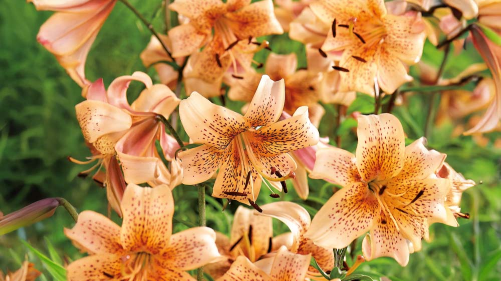 Orange liljer - Bland Selv Frø