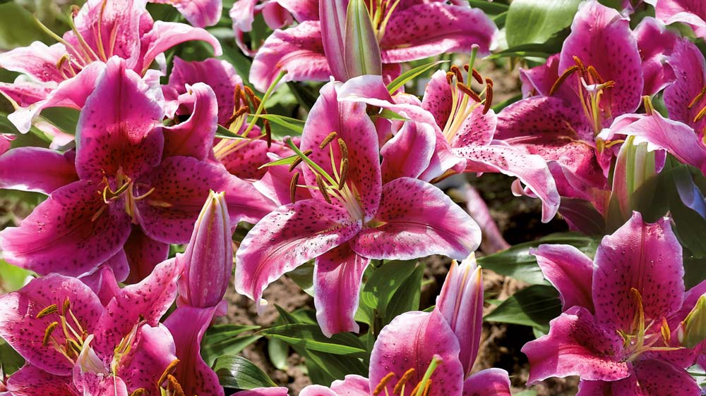 Orientalske liljer - Bland Selv Frø