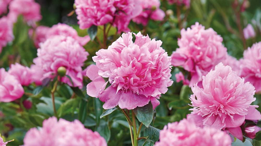 Pæoner - Bland Selv Frø