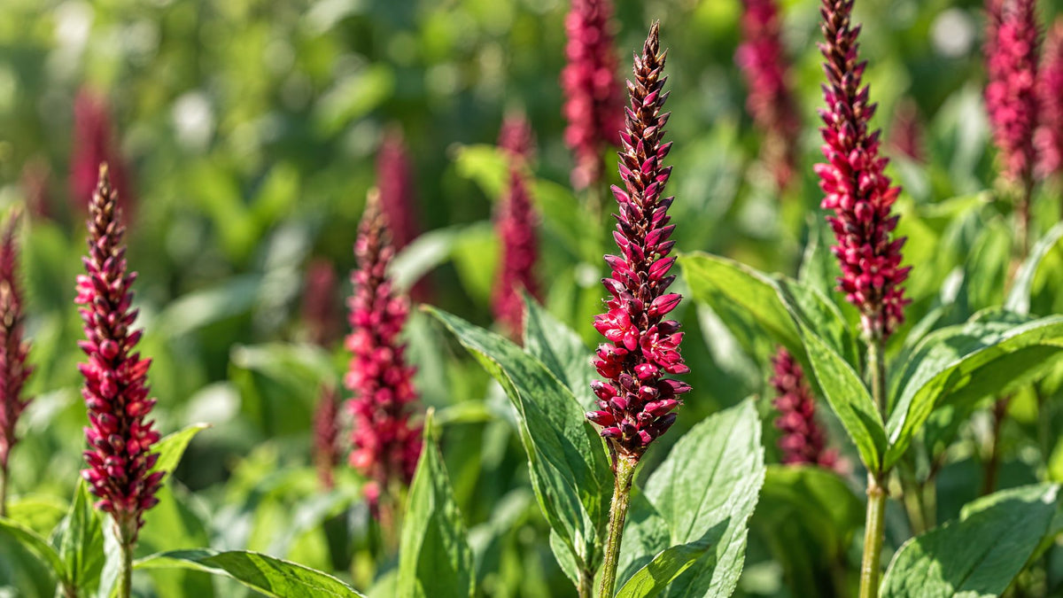 Pileurt (Persicaria) - Bland Selv Frø