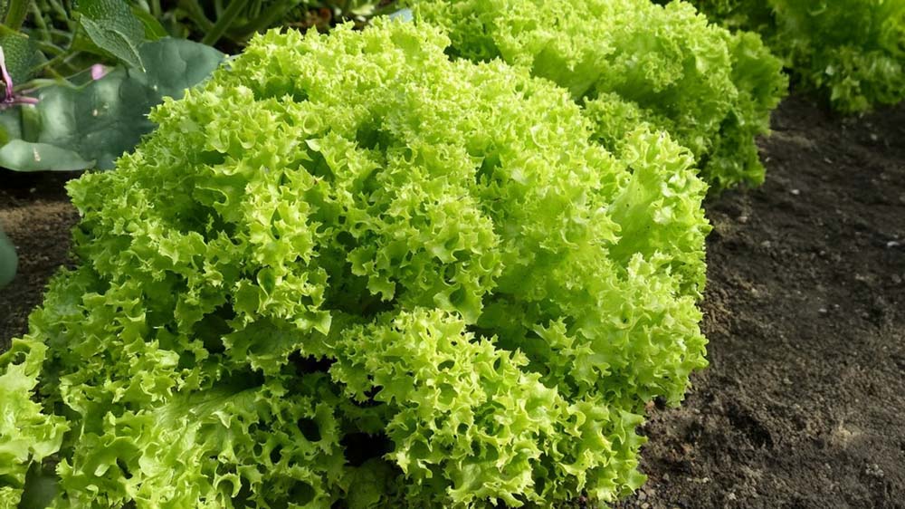 Pluksalat frø - Bland Selv Frø