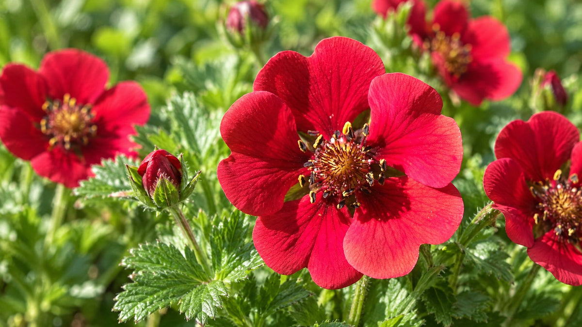 Potentil (Potentilla) - Bland Selv Frø