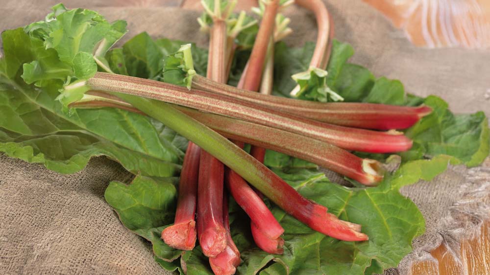 Rabarber - Bland Selv Frø