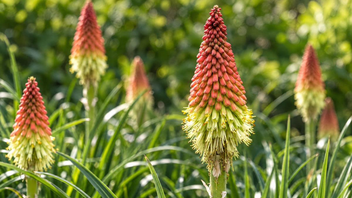 Raketblomst