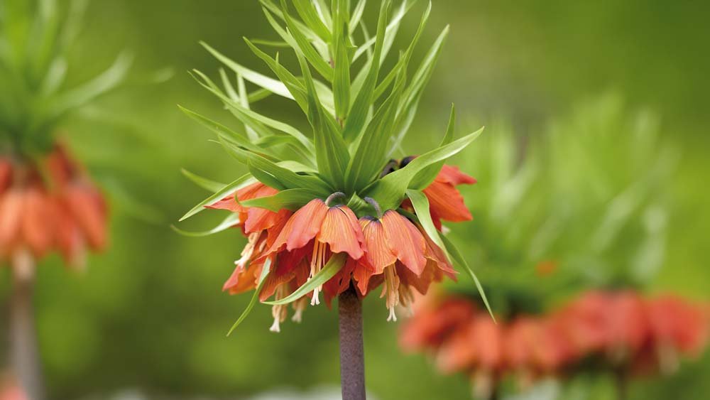 Rød kejserkrone - Bland Selv Frø