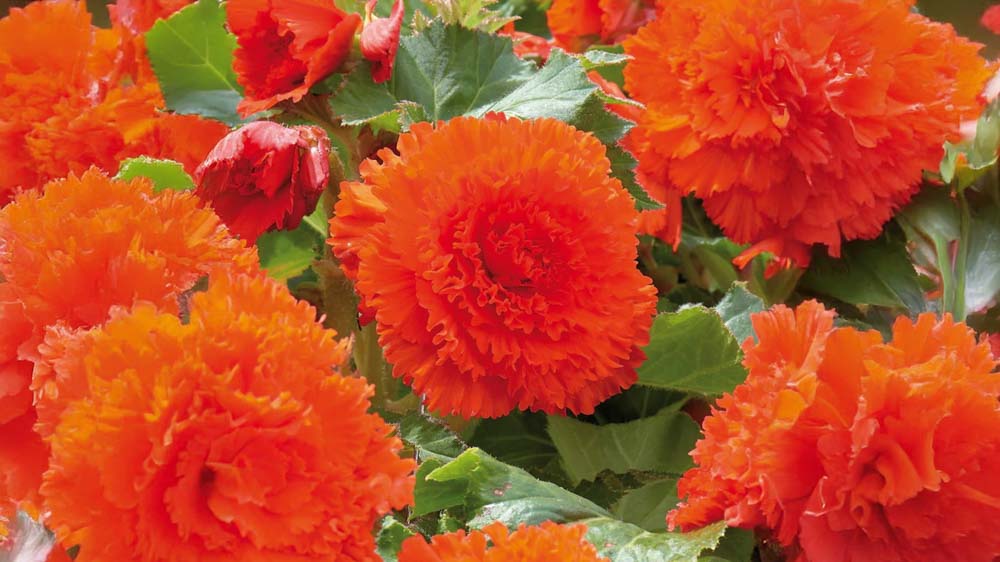 Røde begonia - Bland Selv Frø