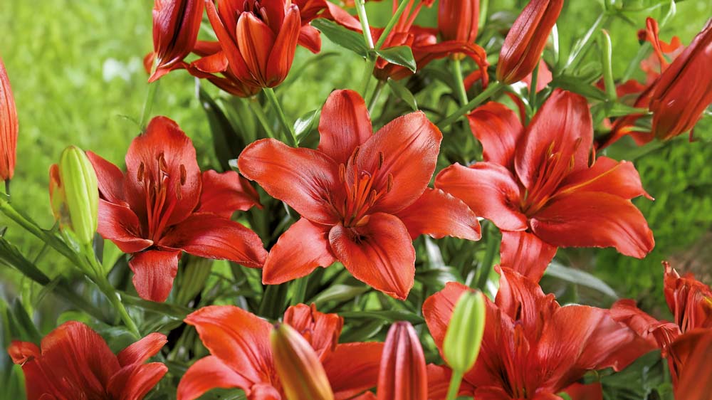 Røde liljer - Bland Selv Frø