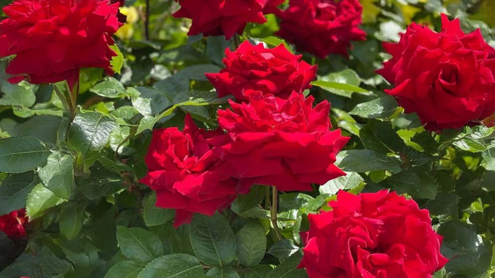 Røde roser - Bland Selv Frø