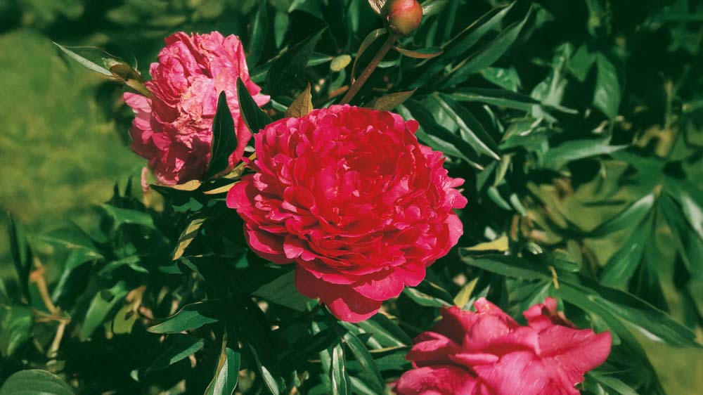 Røde stauder - Bland Selv Frø