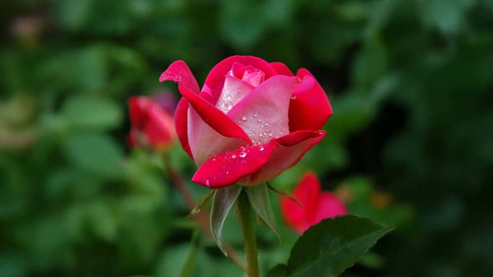 Roser - Bland Selv Frø