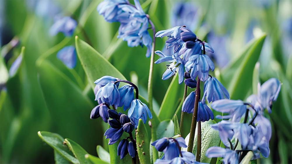 Russisk scilla - Bland Selv Frø