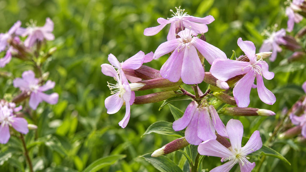 Sæbeurt (Saponaria) - Bland Selv Frø