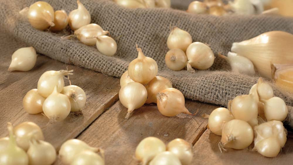 Sætteløg - Bland Selv Frø