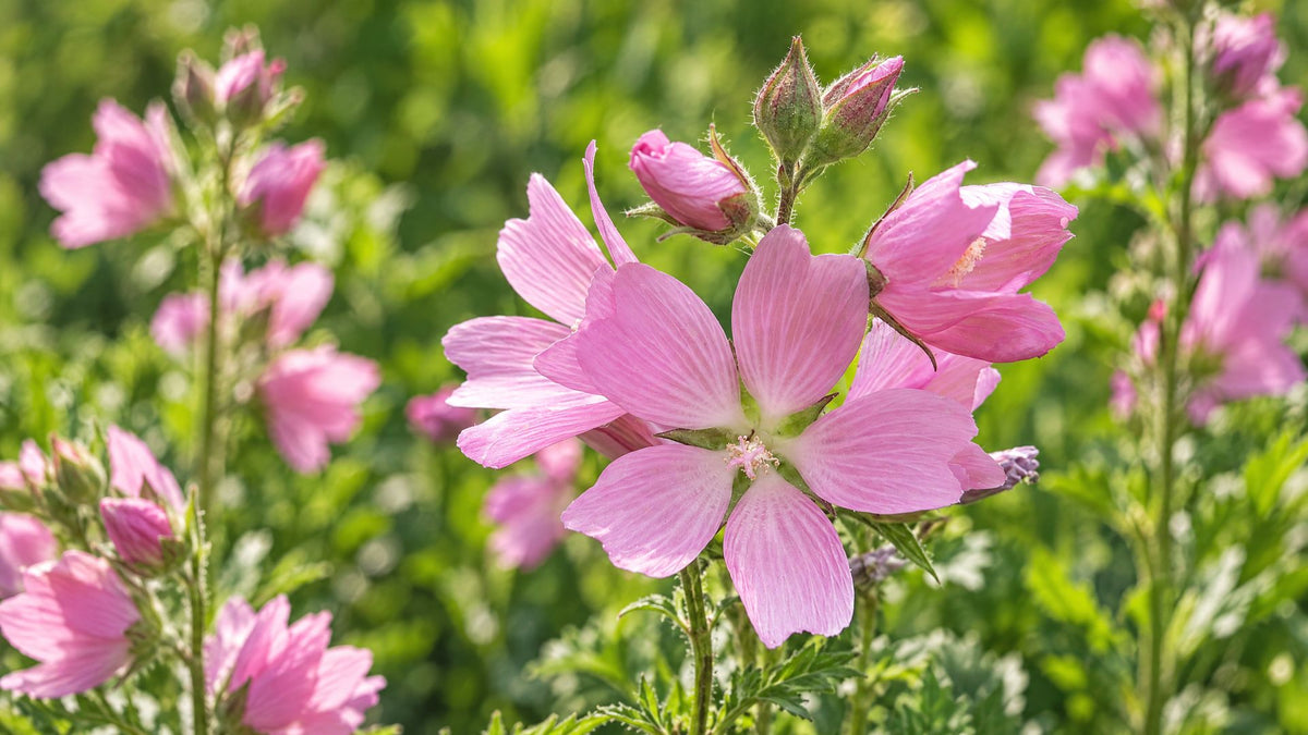 Silkekatost (Sidalcea) - Bland Selv Frø