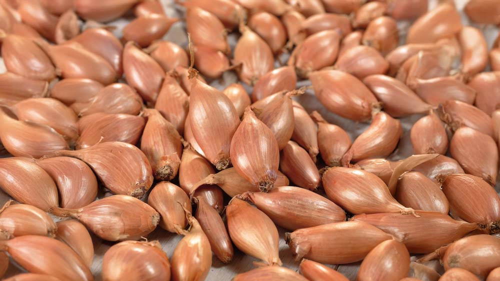 Skalotteløg - Bland Selv Frø