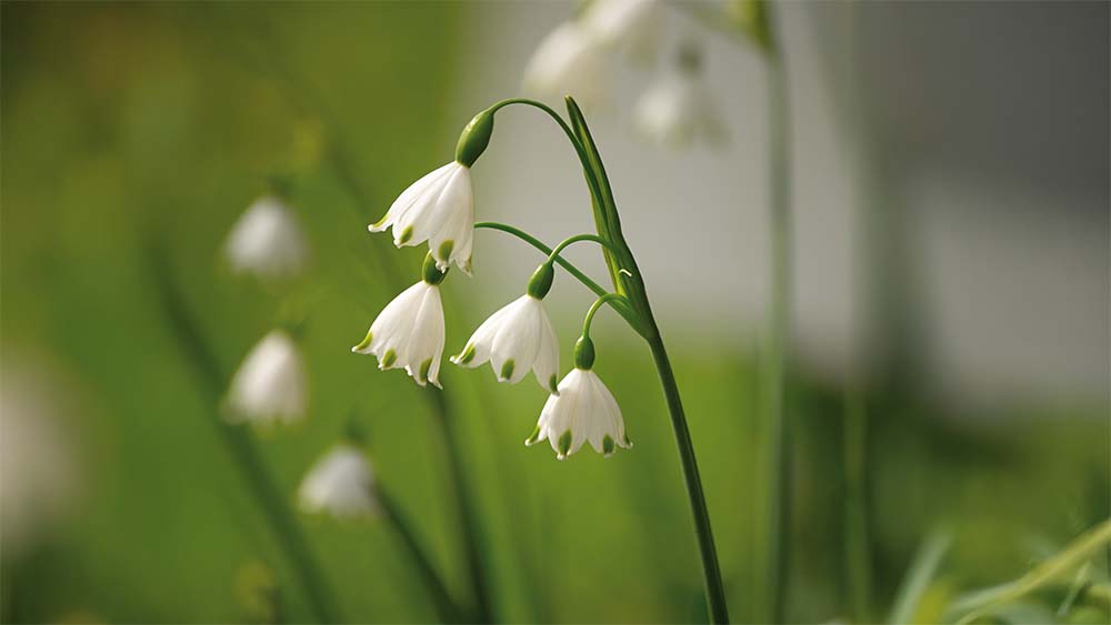 Sommer hvidblomme - Bland Selv Frø