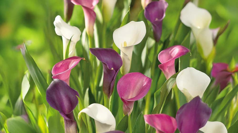 Sommerblomster til krukker - Bland Selv Frø
