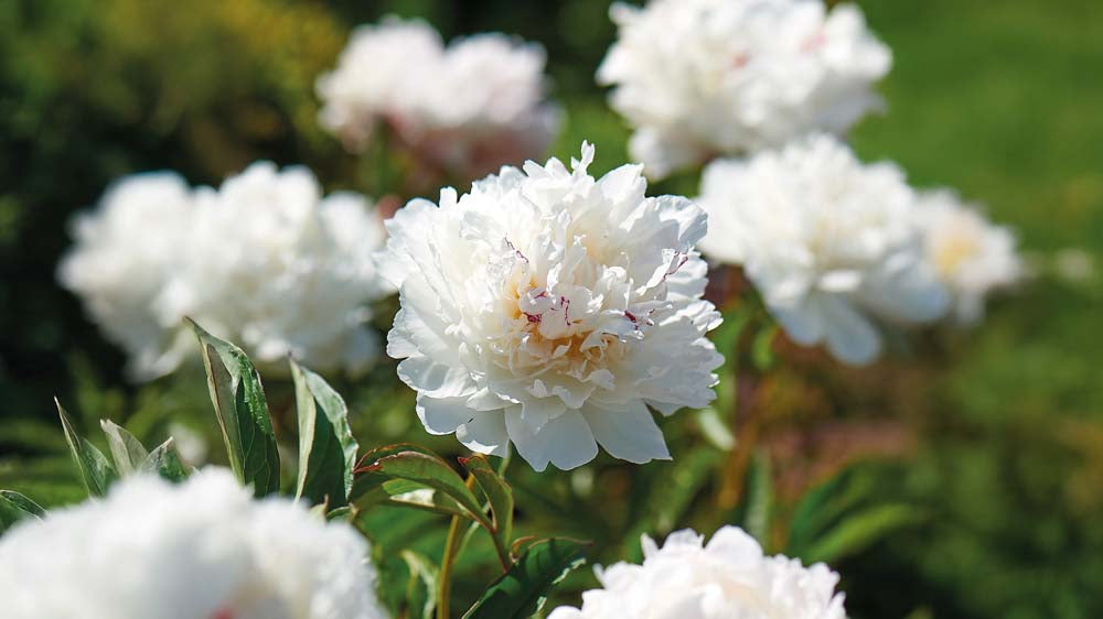 Sommerblomstrende stauder - Bland Selv Frø