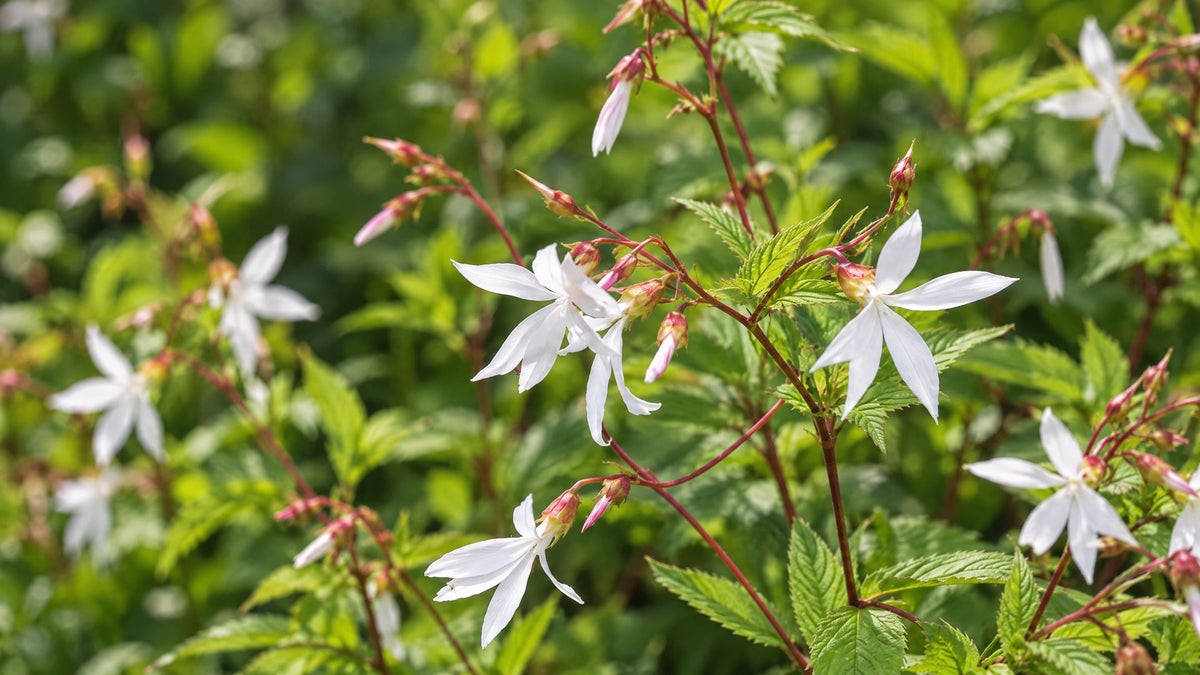 Sommerfugleblomst