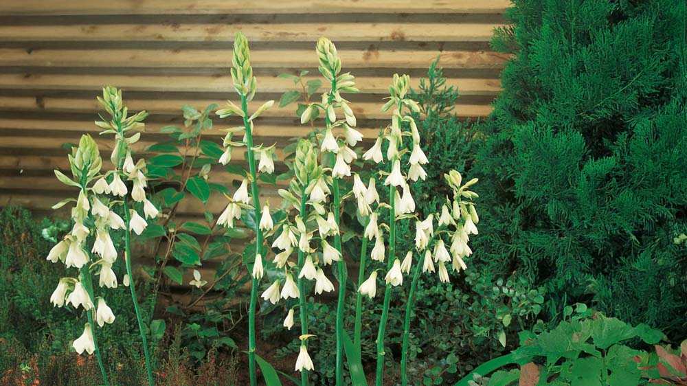 Sommerhyacinter - Bland Selv Frø