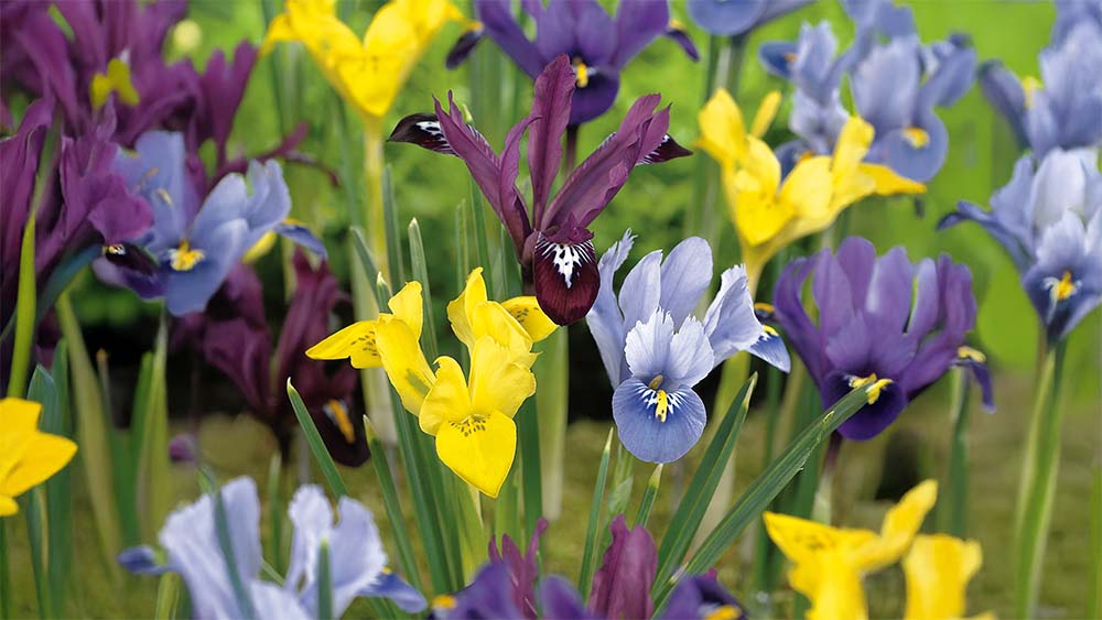 Sort iris - Bland Selv Frø