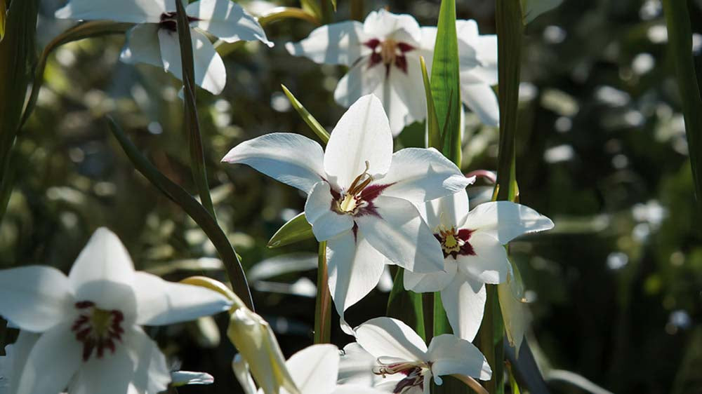 Sortøje - Bland Selv Frø