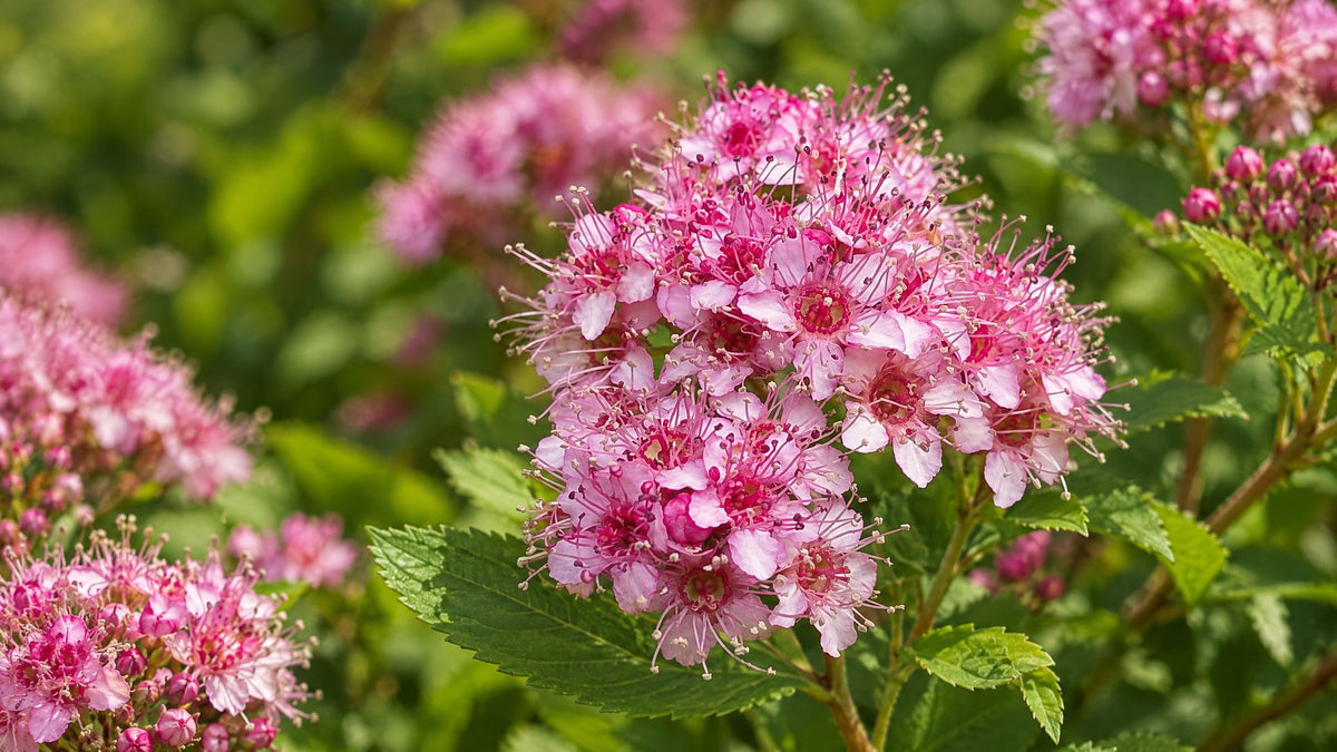Spirea buske (Spiræa) - Bland Selv Frø