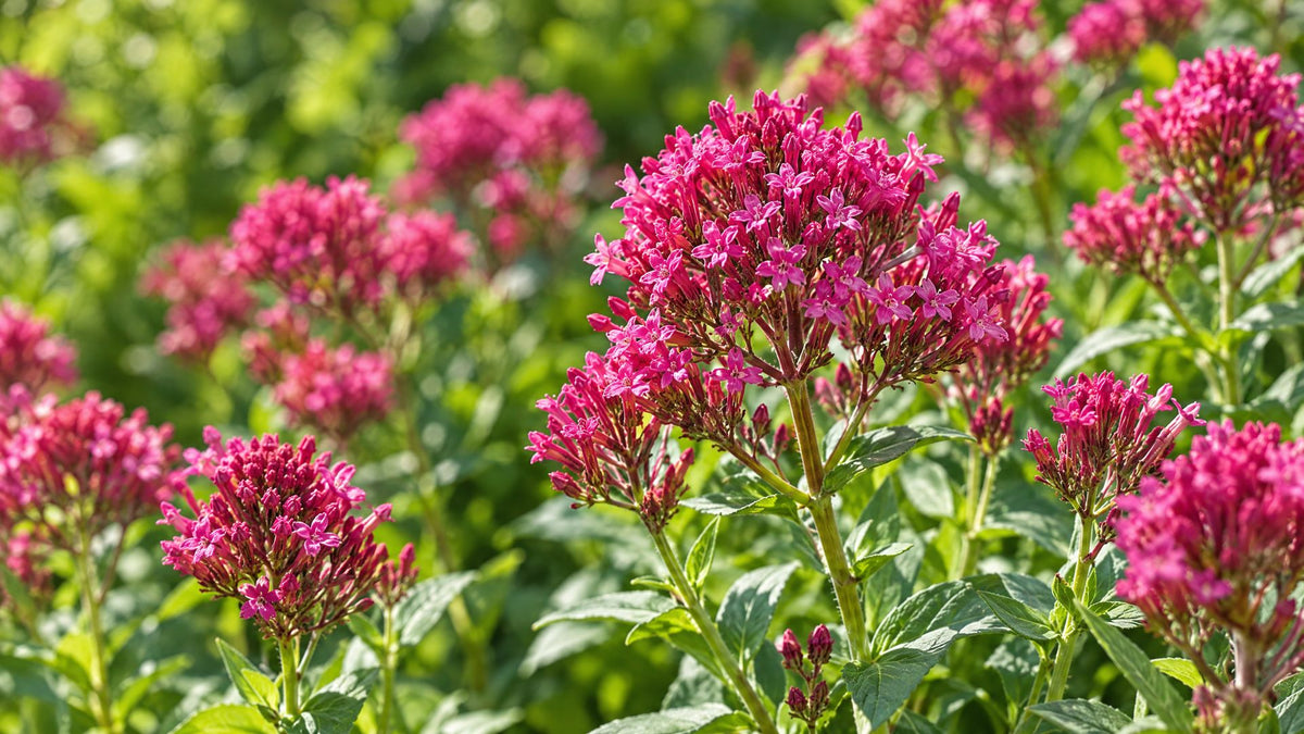 Sporebaldrian (Centranthus) - Bland Selv Frø