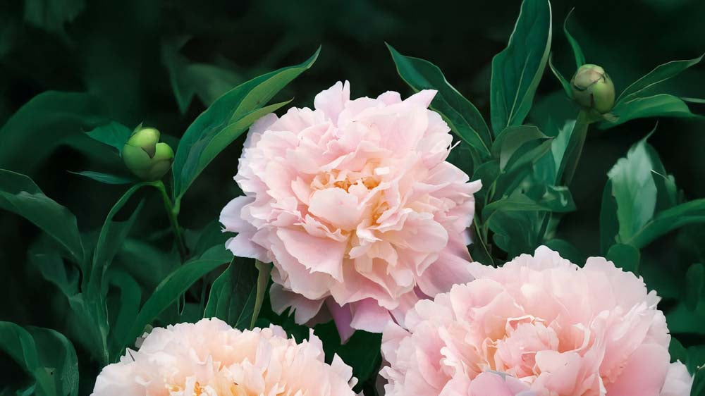 Stauder - Bland Selv Frø