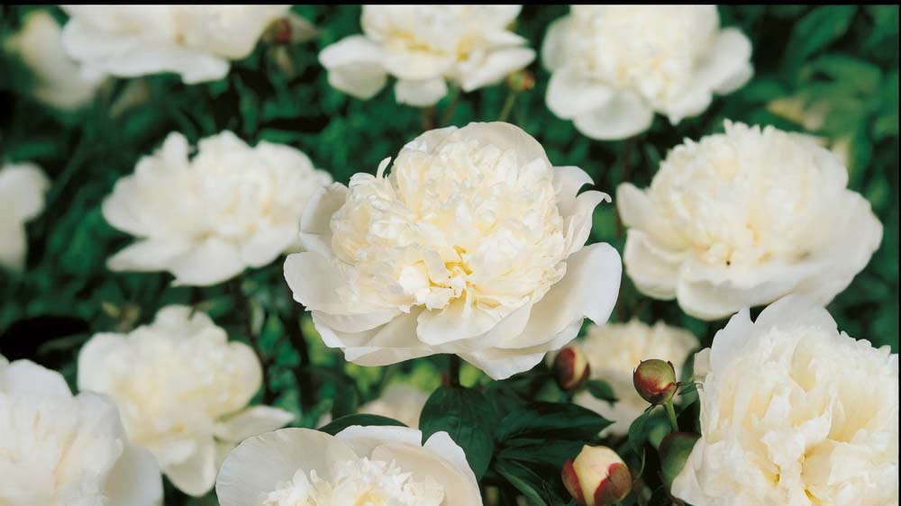 Stauder til krukker - Bland Selv Frø