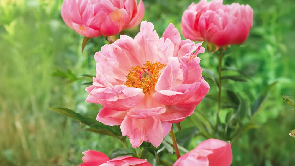 Stauder til skygge - Bland Selv Frø