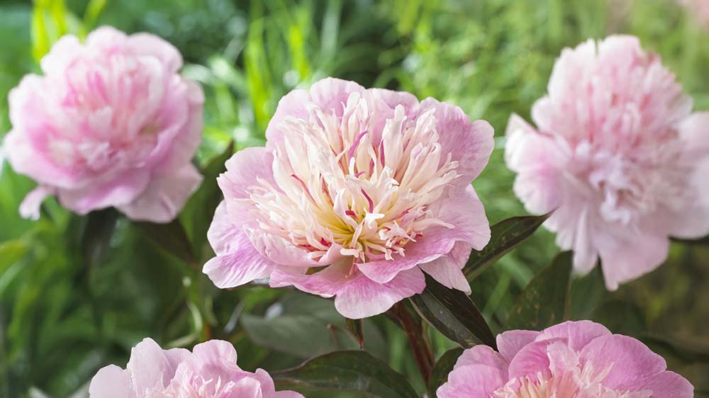 Stauder til sol - Bland Selv Frø