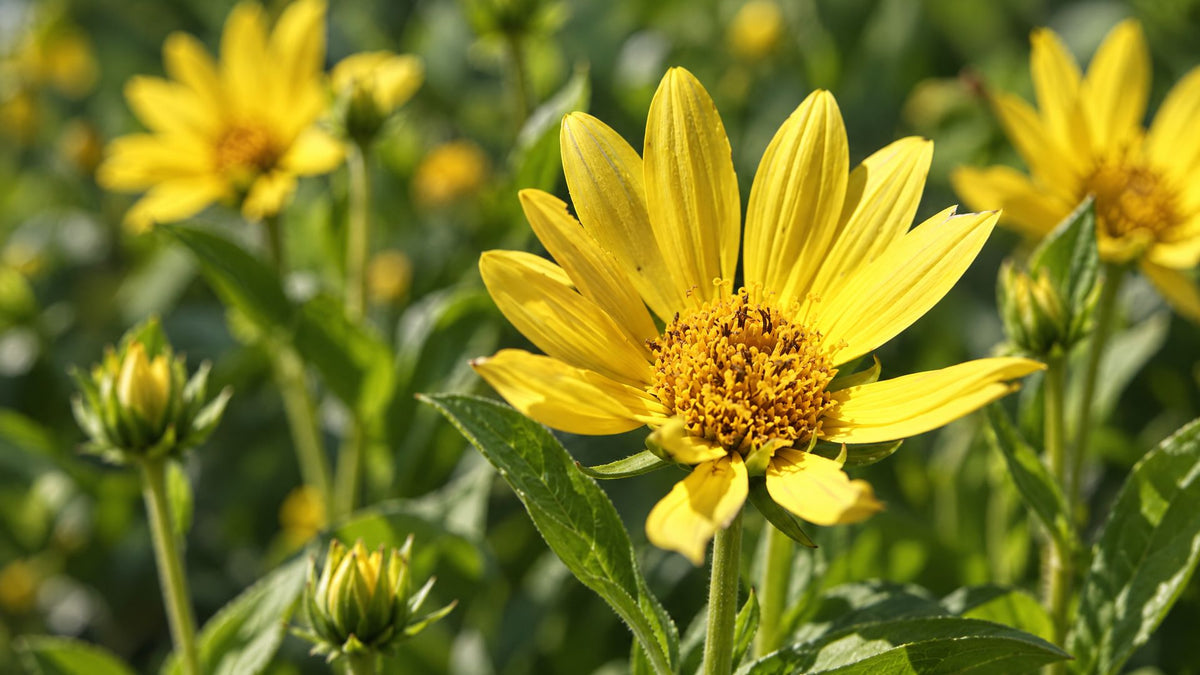 Staudesolsikke (Helianthus) - Bland Selv Frø