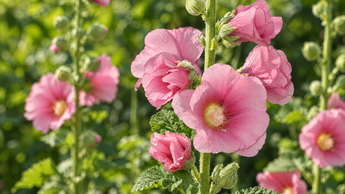Stokroser (Alcea) - Bland Selv Frø