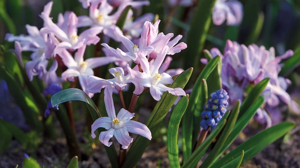 Stor snepryd - Bland Selv Frø