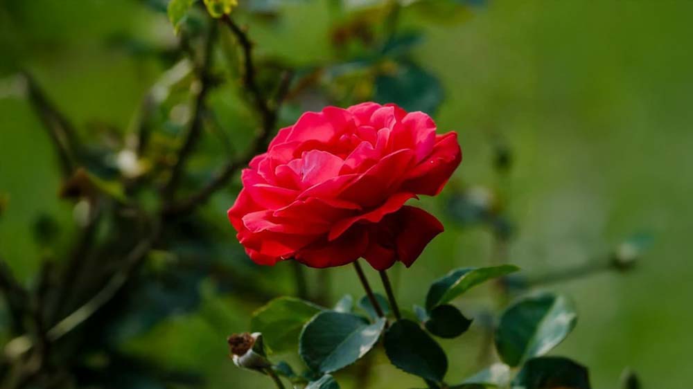 Storblomstrende roser - Bland Selv Frø