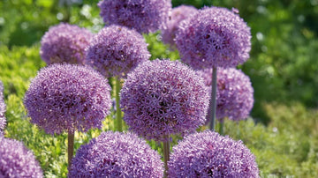 Store allium - Bland Selv Frø