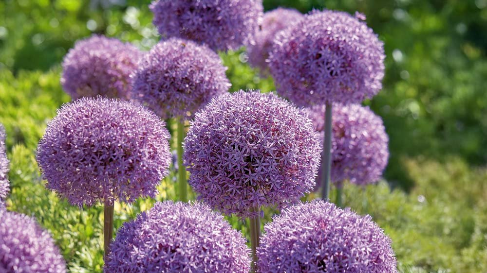 Store allium - Bland Selv Frø
