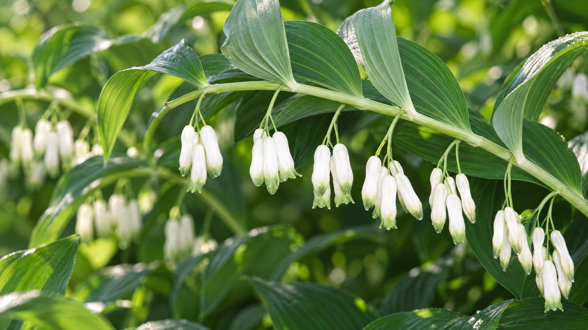 Storkonval (Polygonatum) - Bland Selv Frø