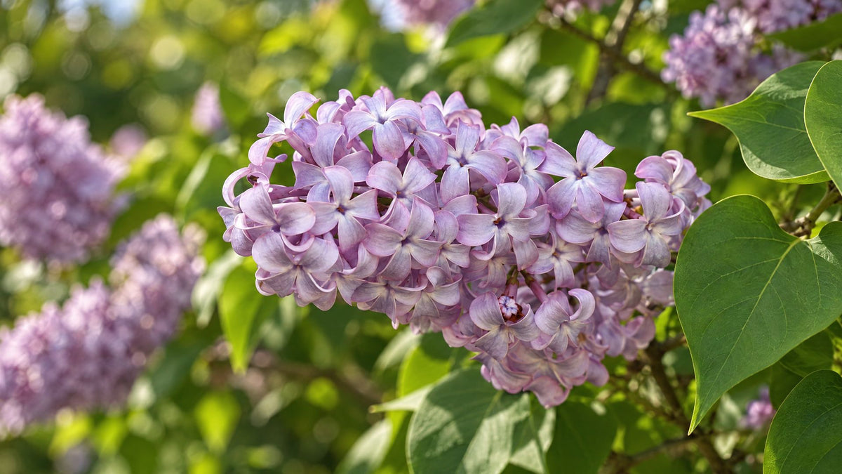Syrenbuske (Syringa vulgaris)