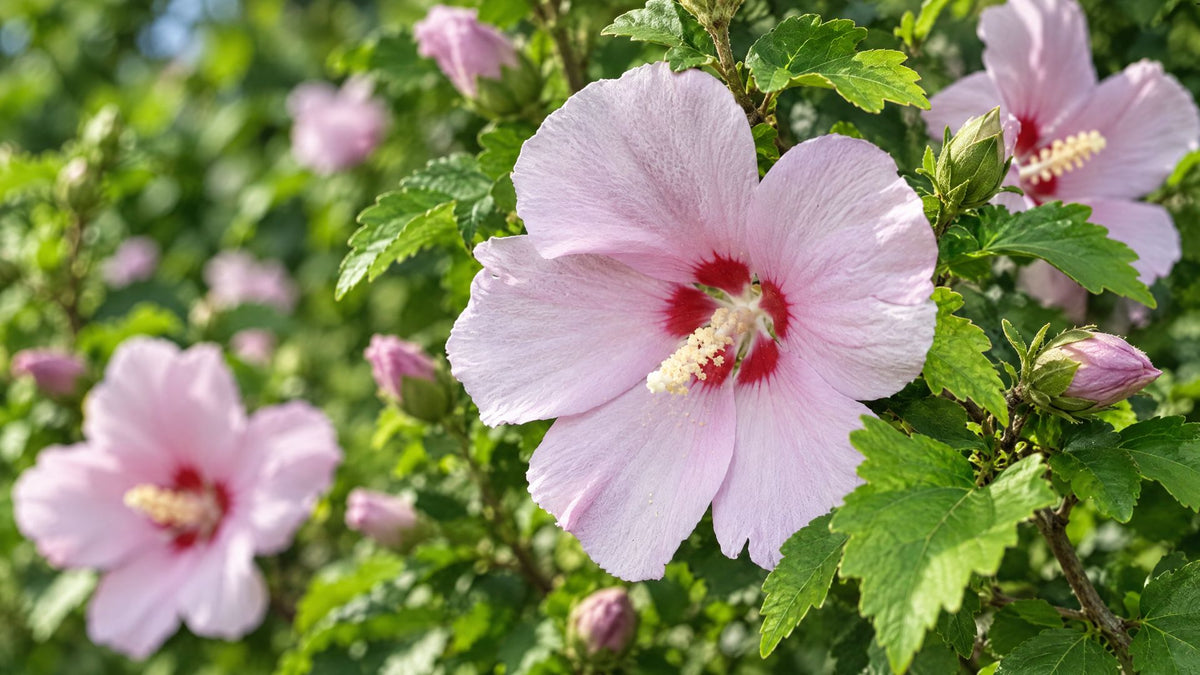 Syriske roser (Hibiscus syriacus) - Bland Selv Frø