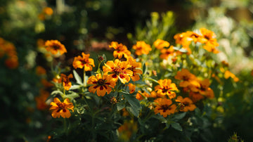 Tagetes frø - Bland Selv Frø