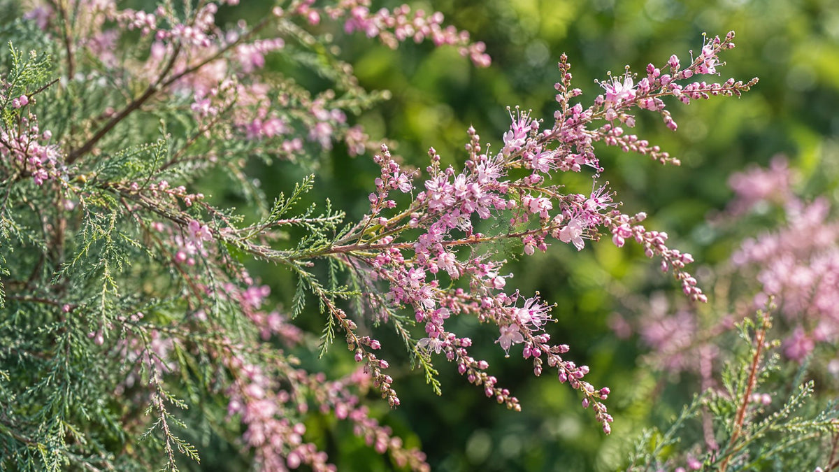 Tamarisk / Lyngtræ - Bland Selv Frø